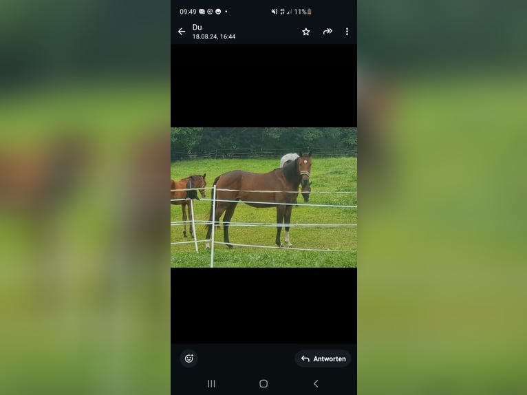 Irish Thoroughbred Mare 13 years 15,2 hh Brown in Luckau