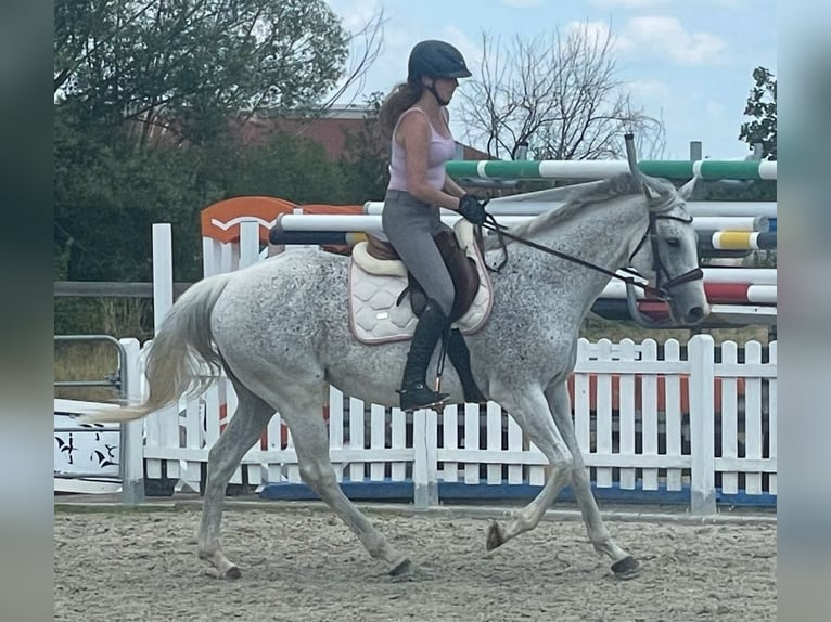 Irish Thoroughbred Mare 13 years 15,2 hh Grey in Poxdorf