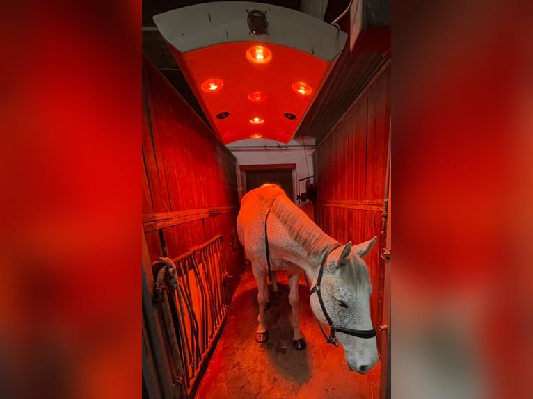 Irish Thoroughbred Mare 13 years 15,2 hh Grey in Poxdorf