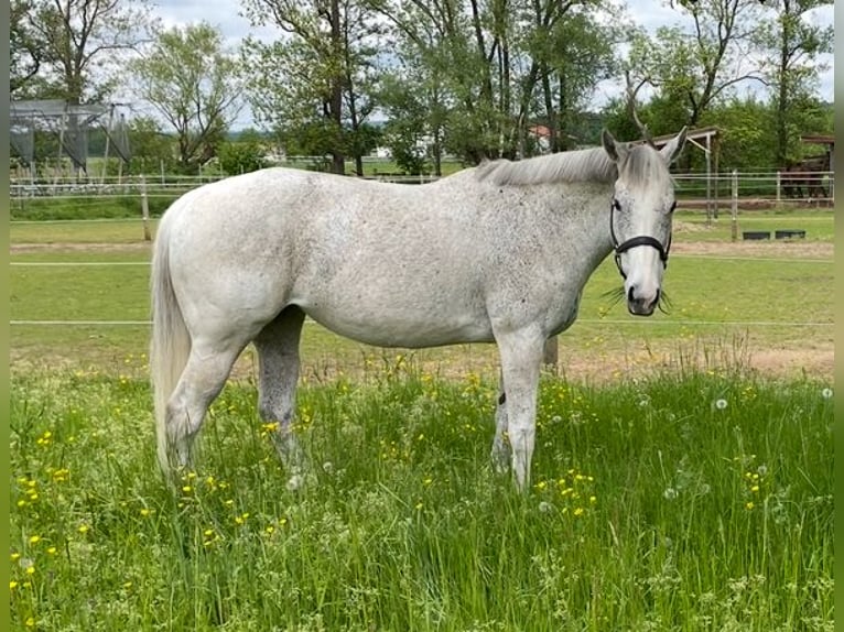 Irish Thoroughbred Mare 13 years 15,2 hh Grey in Poxdorf
