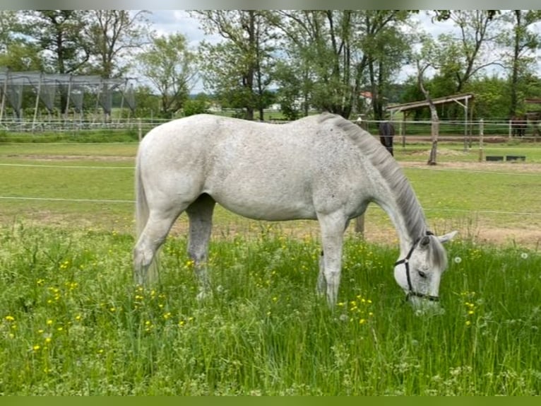Irish Thoroughbred Mare 13 years 15,2 hh Grey in Poxdorf