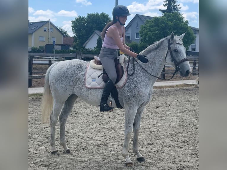 Irish Thoroughbred Mare 13 years 15,2 hh Grey in Poxdorf
