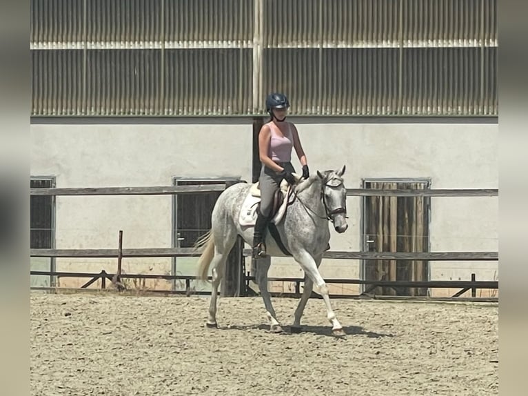 Irish Thoroughbred Mare 13 years 15,2 hh Grey in Poxdorf