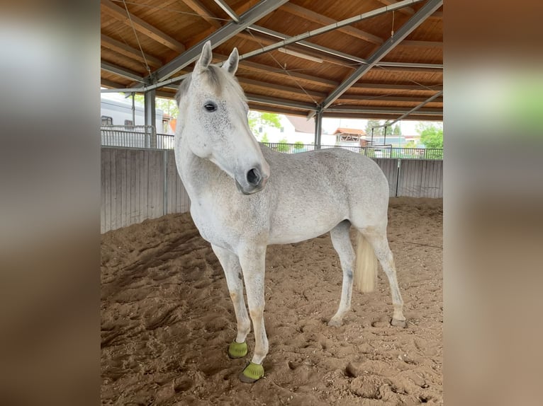 Irish Thoroughbred Mare 13 years 15,2 hh Grey in Poxdorf