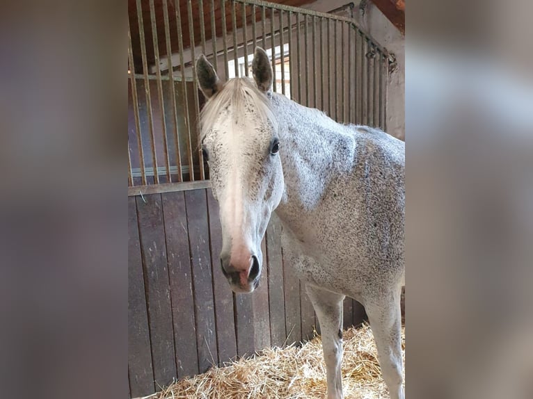 Irish Thoroughbred Mare 13 years 15,2 hh Grey in Poxdorf