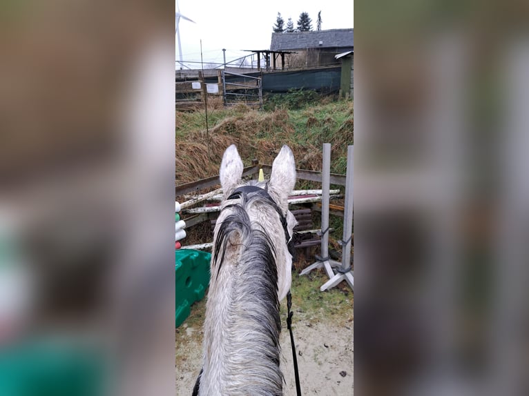 Irish Thoroughbred Mare 13 years 16,2 hh Gray in Radevormwald