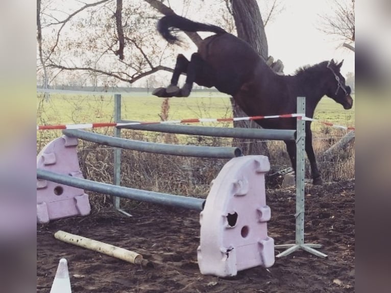 Irish Thoroughbred Mare 13 years 16,1 hh Brown in Vienenburg