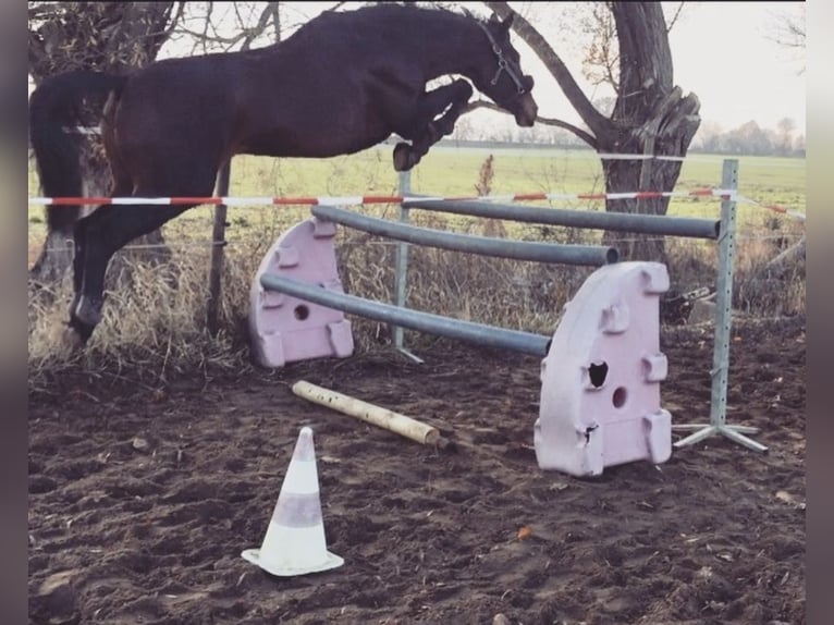 Irish Thoroughbred Mare 13 years 16,1 hh Brown in Vienenburg