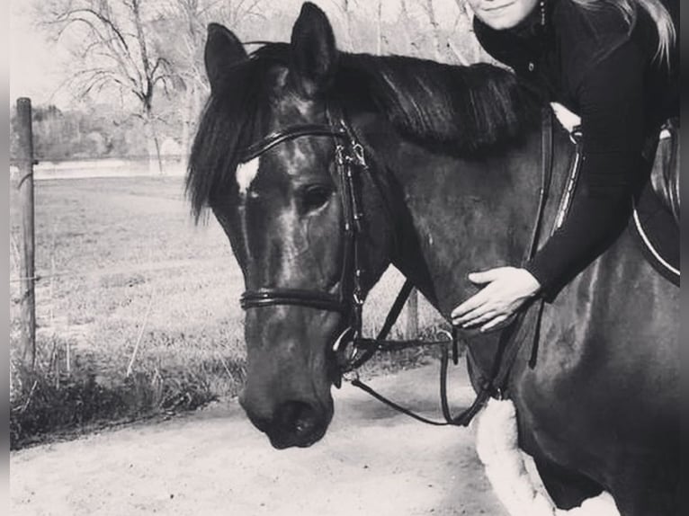Irish Thoroughbred Mare 13 years 16,1 hh Brown in Vienenburg