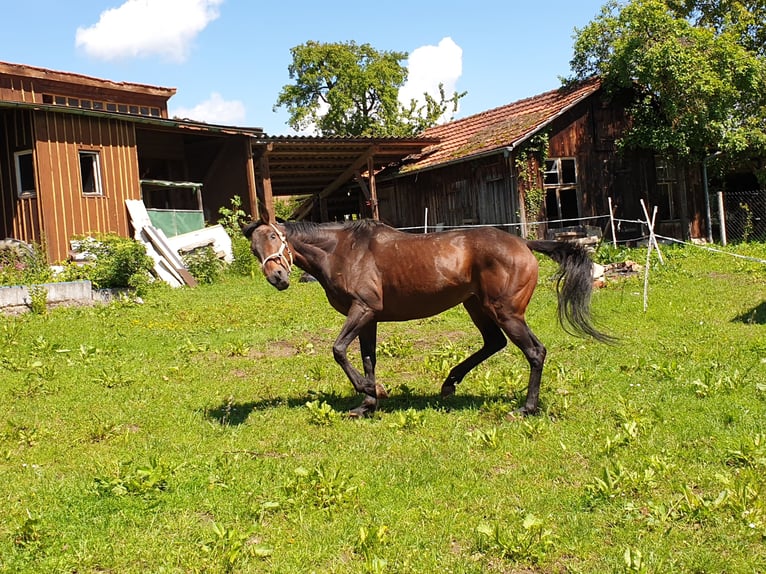 Irish Thoroughbred Mare 14 years 15,2 hh Brown in Lorch