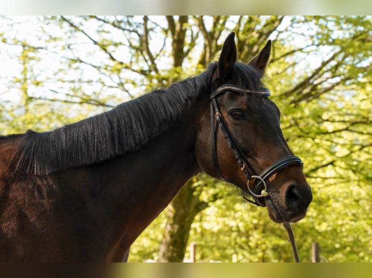 Irish Thoroughbred Mare 14 years 15,2 hh Brown in Lorch