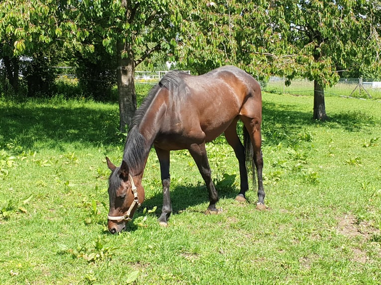 Irish Thoroughbred Mare 14 years 15,2 hh Brown in Lorch