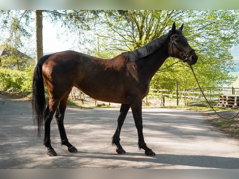 Irish Thoroughbred Mare 14 years 15,2 hh Brown in Lorch