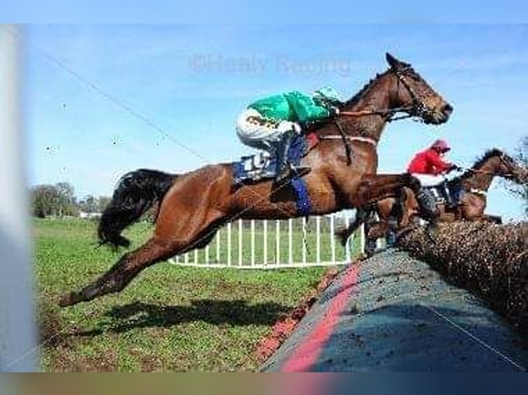 Irish Thoroughbred Mare 14 years 16 hh Brown in Maghtab