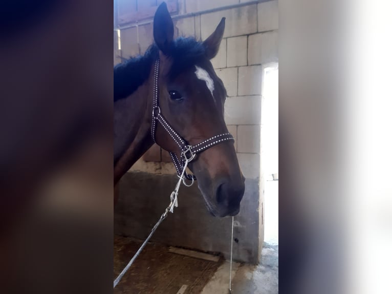 Irish Thoroughbred Mare 14 years 16 hh Brown in Maghtab