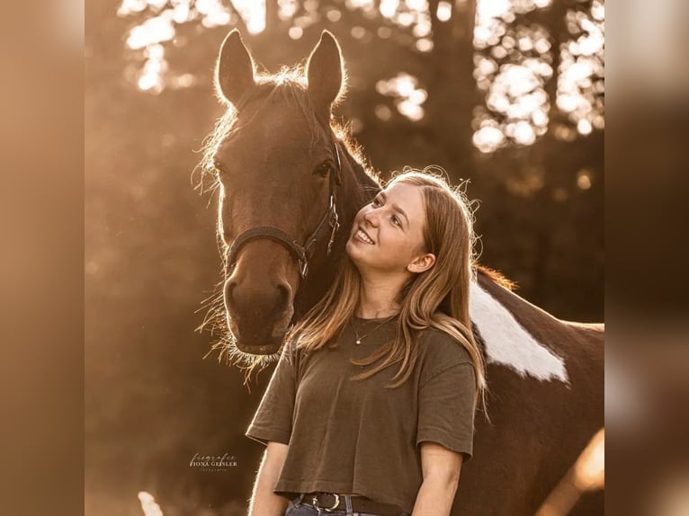 Irish Thoroughbred Mix Mare 15 years 14.2 hh Pinto in Olching