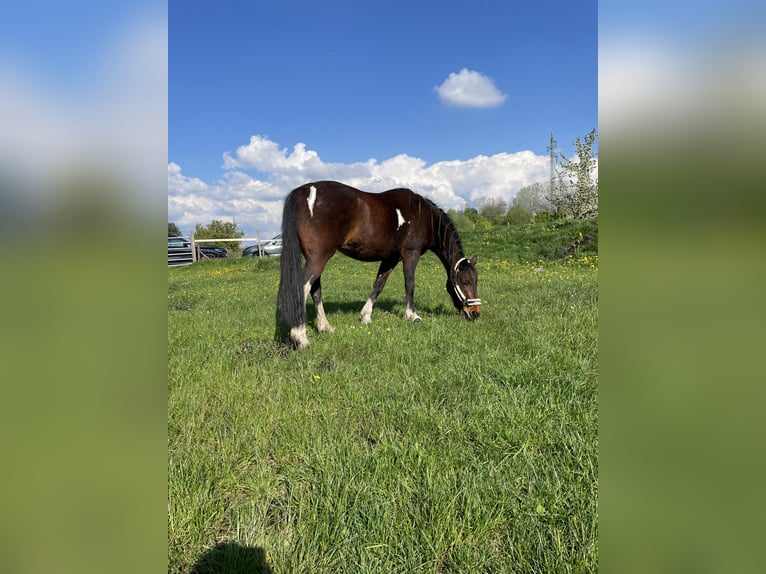 Irish Thoroughbred Mix Mare 15 years 14.2 hh Pinto in Olching