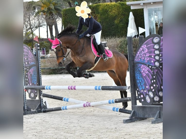 Irish Thoroughbred Mare 15 years 15 hh Bay-Dark in Lecce