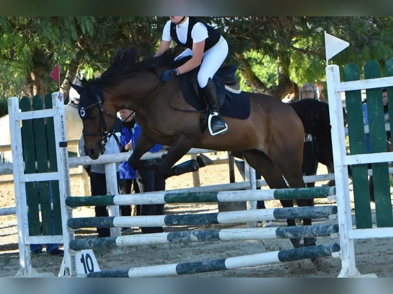 Irish Thoroughbred Mare 15 years 15 hh Bay-Dark in Lecce