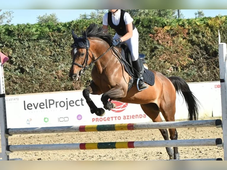 Irish Thoroughbred Mare 15 years 15 hh Bay-Dark in Lecce