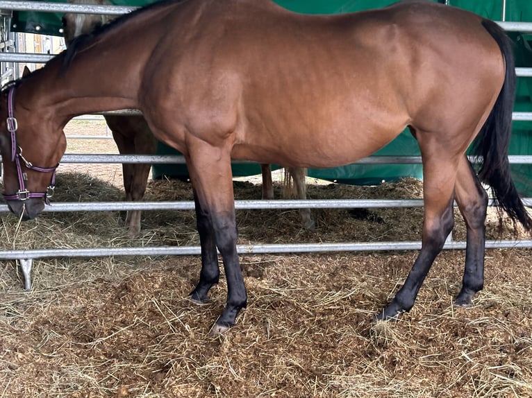 Irish Thoroughbred Mare 15 years 16,1 hh Brown in Markt Schwaben