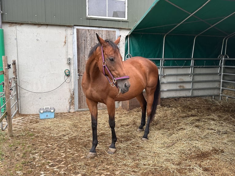 Irish Thoroughbred Mare 15 years 16,1 hh Brown in Markt Schwaben