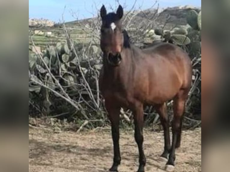 Irish Thoroughbred Mare 15 years 16 hh Brown in Maghtab
