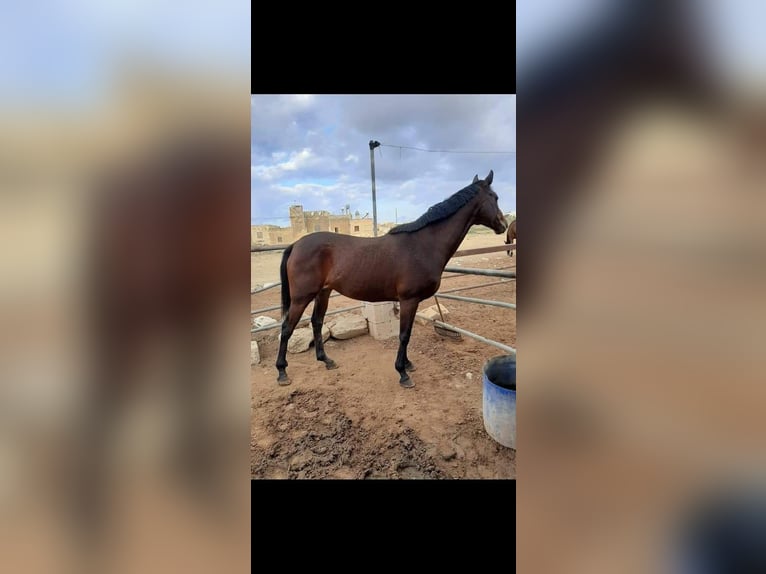 Irish Thoroughbred Mare 15 years 16 hh Brown in Maghtab