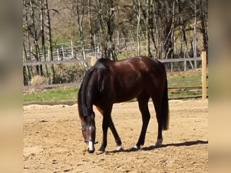 Irish Thoroughbred Mare 16 years 16 hh Brown in Wallmenroth