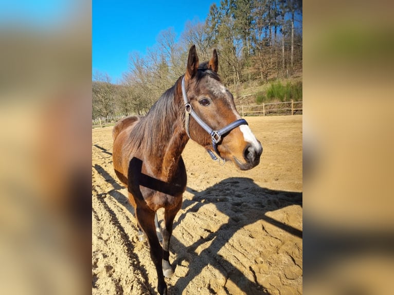 Irish Thoroughbred Mare 16 years 16 hh Brown in Wallmenroth