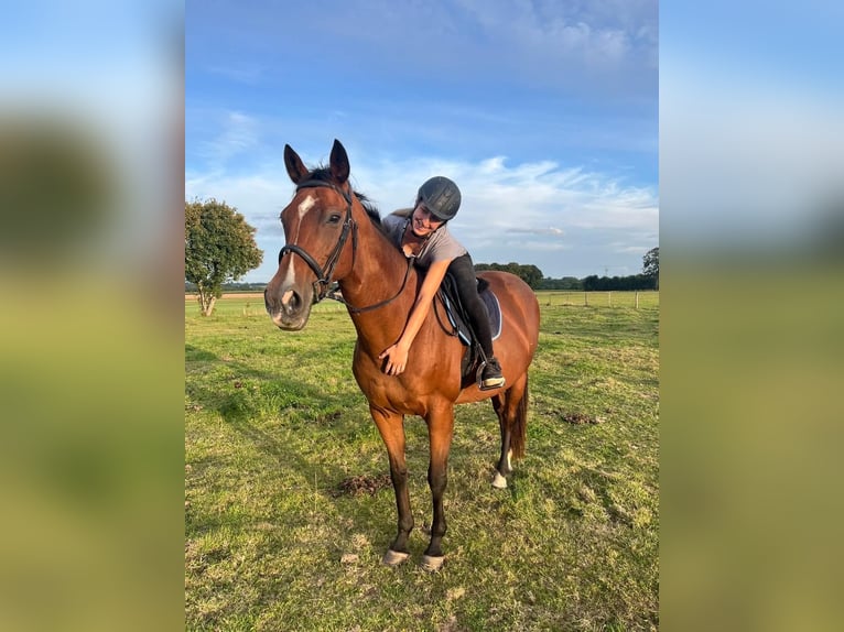 Irish Thoroughbred Mare 16 years 16 hh Brown in le havre