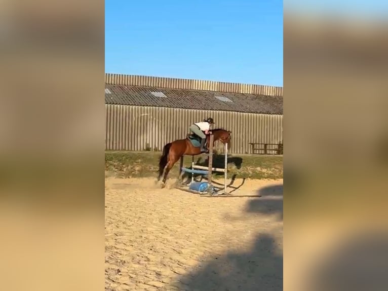 Irish Thoroughbred Mare 16 years 16 hh Brown in le havre
