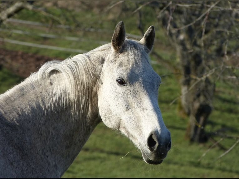 Irish Thoroughbred Mare 18 years 15.2 hh Grey-Dapple in Altenkirchen