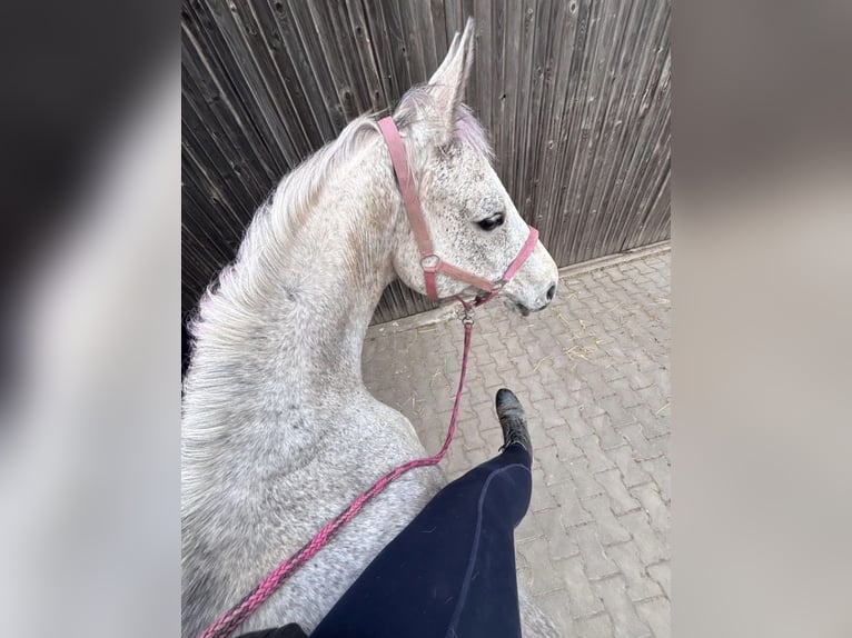 Irish Thoroughbred Mare 18 years 15.2 hh Grey-Dapple in Altenkirchen