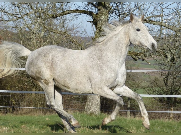 Irish Thoroughbred Mare 18 years 15.2 hh Grey-Dapple in Altenkirchen