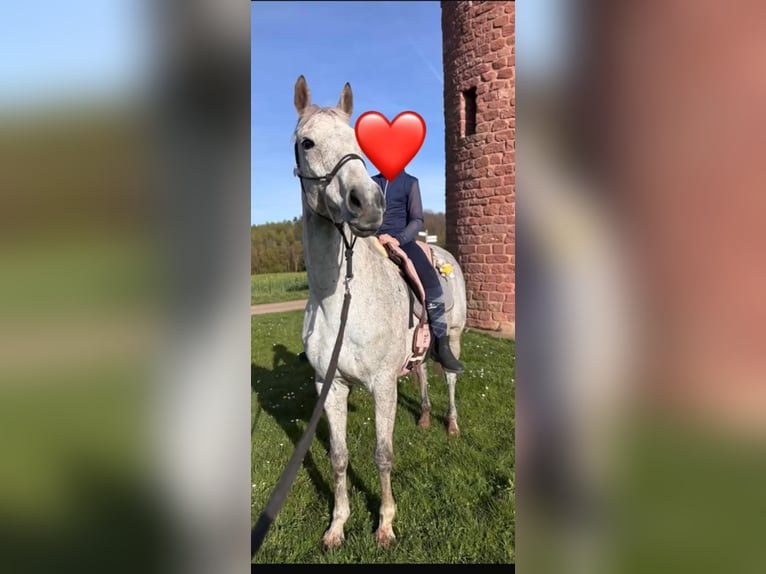 Irish Thoroughbred Mare 18 years 15.2 hh Grey-Dapple in Altenkirchen