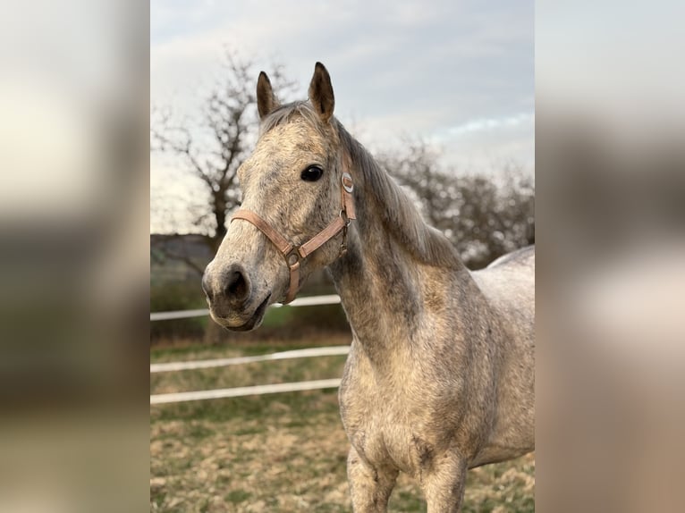 Irish Thoroughbred Mare 18 years 15.2 hh Grey-Dapple in Altenkirchen