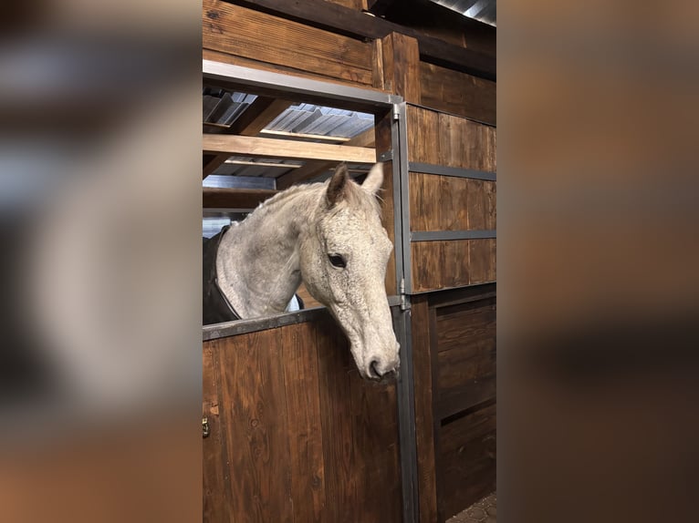 Irish Thoroughbred Mare 18 years 15.2 hh Grey-Dapple in Altenkirchen