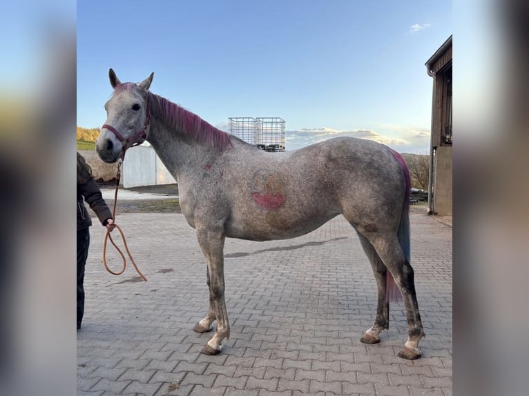 Irish Thoroughbred Mare 18 years 15,2 hh Grey-Dapple in Altenkirchen