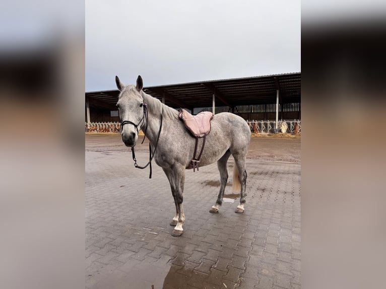 Irish Thoroughbred Mare 18 years 15,2 hh Grey-Dapple in Altenkirchen