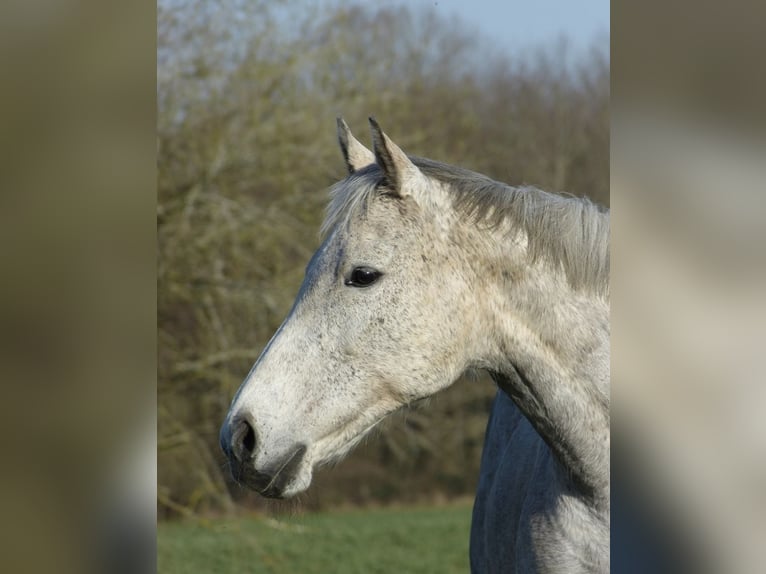 Irish Thoroughbred Mare 18 years 15,2 hh Grey-Dapple in Altenkirchen