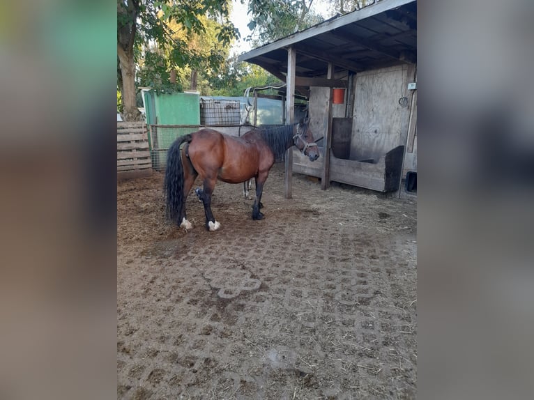 Irish Thoroughbred Mare 21 years 13,2 hh Brown in Kirchheim