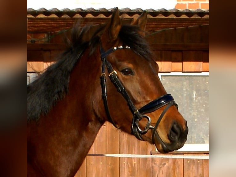 Irish Thoroughbred Mare 3 years 15,1 hh Bay-Dark in Velpke