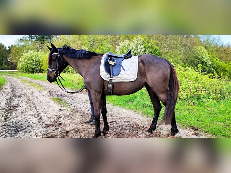 Irish Thoroughbred Mare 4 years 15,2 hh Black in Marlow