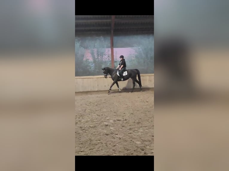 Irish Thoroughbred Mare 4 years 15,2 hh Brown in Alteveerveer