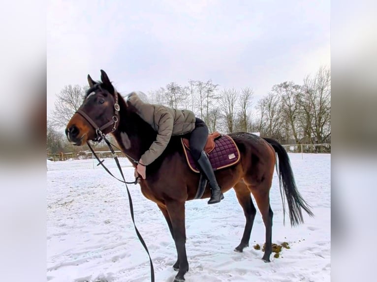 Irish Thoroughbred Mare 4 years 15.2 hh  in Wardenburg