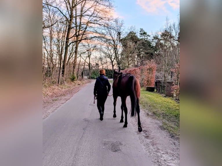 Irish Thoroughbred Mare 4 years 15.2 hh  in Wardenburg