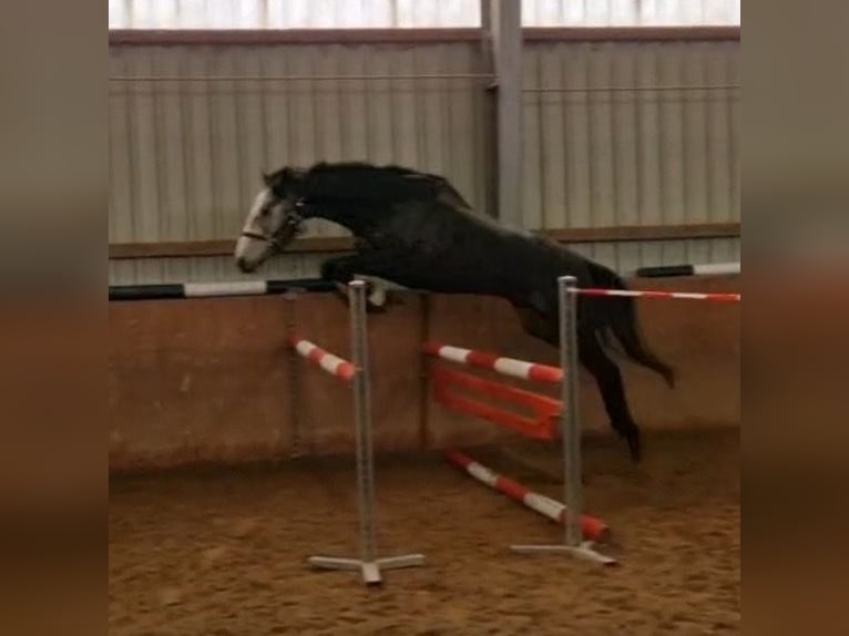 Irish Thoroughbred Mare 4 years 16,1 hh Gray in Elze Esbeck