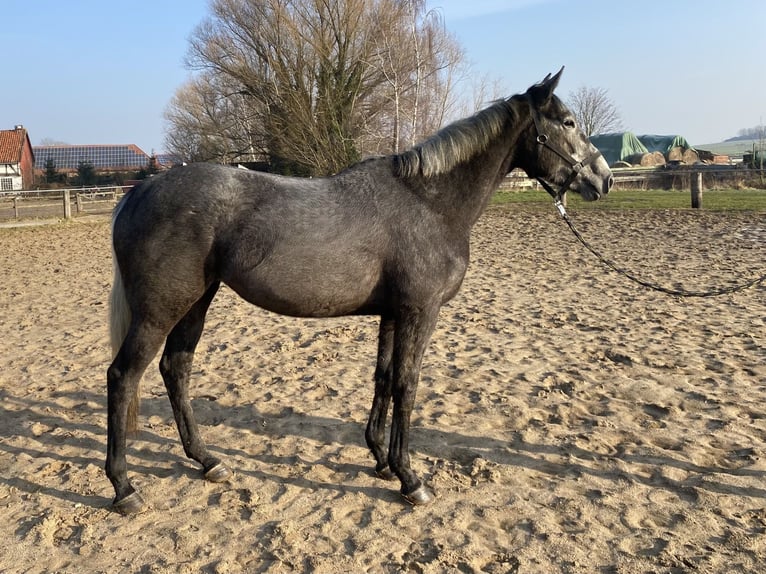 Irish Thoroughbred Mare 4 years 16,1 hh Gray in Elze Esbeck