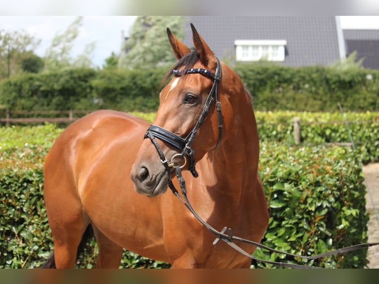 Irish Thoroughbred Mare 4 years 16 hh Brown in Wijk en Aalburg